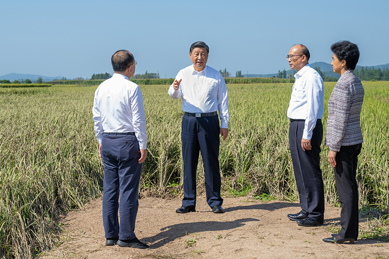 9月6日至8日，中共中央總書記、國家主席、中央軍委主席習近平在黑龍江考察。這是7日上午，習近平在遭受洪澇災害的哈爾濱尚志市老街基鄉(xiāng)龍王廟村，察看水稻受災情況。